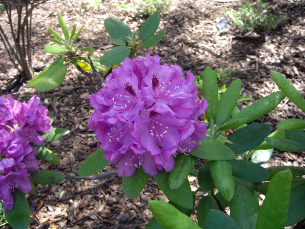 rododendron