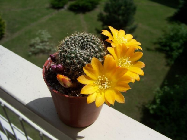 Rebutia spiderdaiana