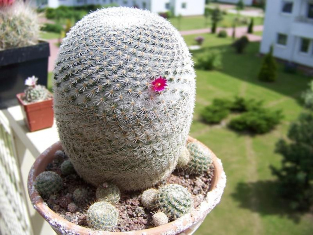 Mammillaria