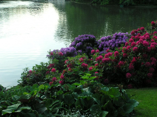 Kwiatowo mi:) Łazienki Królewskie w Warszawie #kwiat #kwiaty #przyroda