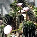 echinopsis eyresii2 #Palmiarnia #poznań #kaktusy