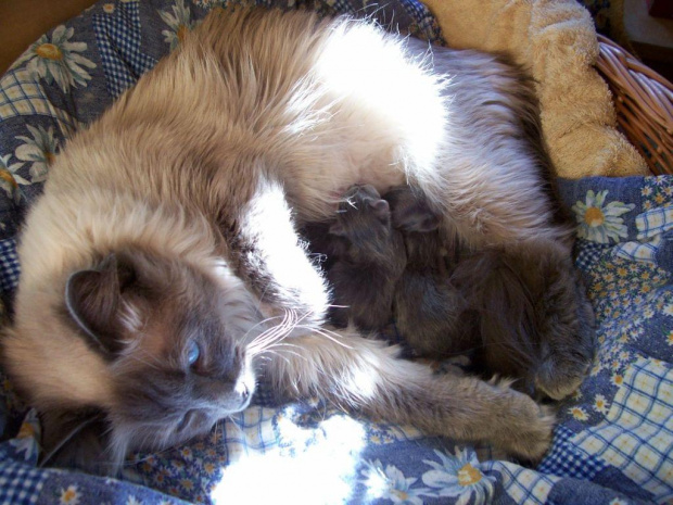 Pierwsze kocięta - Gracja została mamusią - 4 niebieskie kuleczki :))
