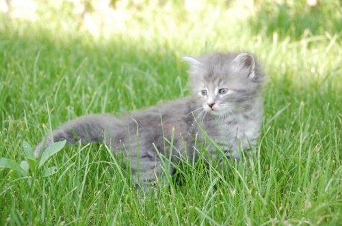 koteczka syberyjska niebieska szylkretka ur. 26.04.2008