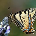 #motyl