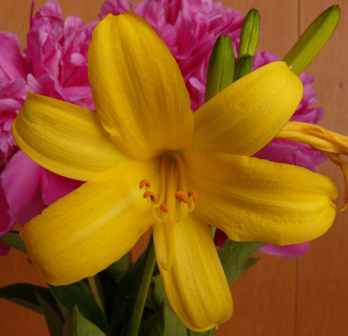 Sliczny żółty kwiatuszek! #Makro #Kwiaty #Rośliny