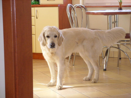 Moja psinka. Juna - Golden Retriever. Słaba jakość bo w domu, ale na pierwszą fote w sam raz. #GoldenRetriever #pies