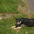 #pies #zabawa #trawa #zieleń