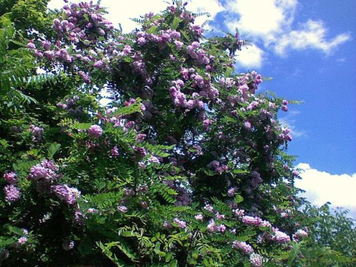 drzewo w kwiatach i chmurach