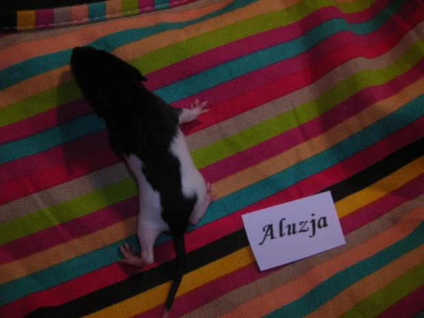 Szesnasta doba - Aluzja