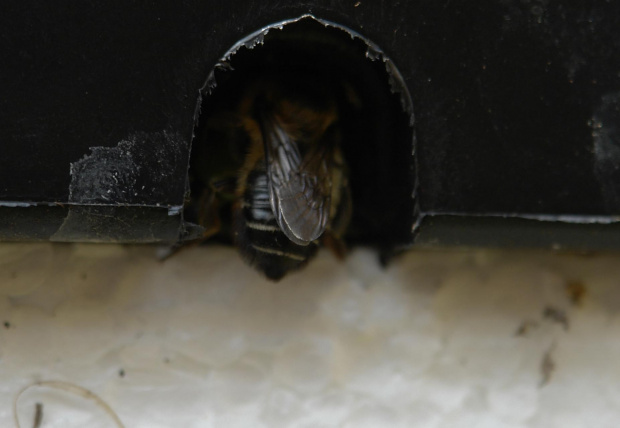 Tajemnicza pszczola