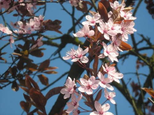 Wiosna:) #kwiat #kwiaty #drzewo #Toruń