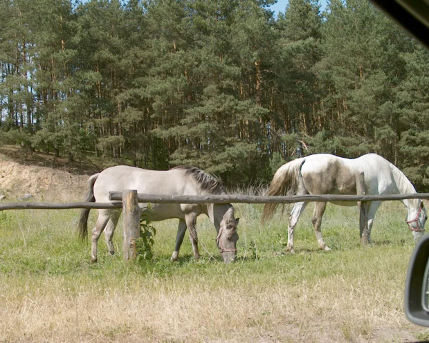 nad Biebrzą ("Mamucia dolina")