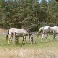 nad Biebrzą ("Mamucia dolina")