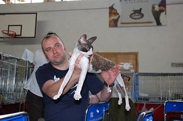 Wystawa Kotów Rasowych w Krakowie - niedziela 08.06.2008 #wystawa #koty #Kraków