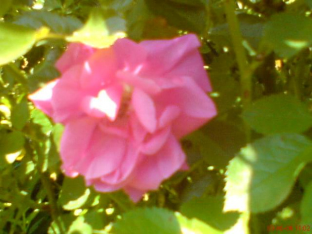 róża różowa #kwiaty