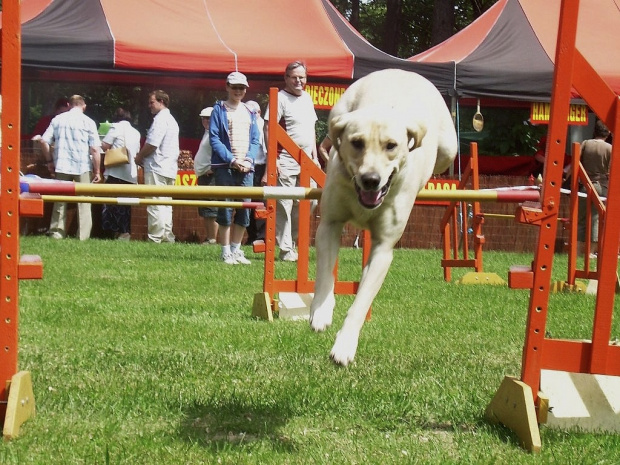 pieskie zawody :) #pies #psy #zawody
