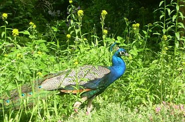 ARBORETUM W BOLESTRASZYCACH #PEJZAŻE