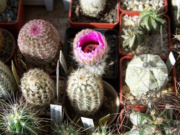 Echinocereus reichenbachii