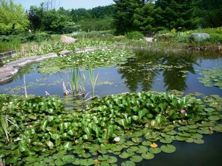 Zachęcam wszyskich do tego, aby zwiedzili ogród botaniczny, na pewno nie pożałujecie, ponieważ jest to fantastyczne miejsce