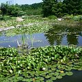 Zachęcam wszyskich do tego, aby zwiedzili ogród botaniczny, na pewno nie pożałujecie, ponieważ jest to fantastyczne miejsce