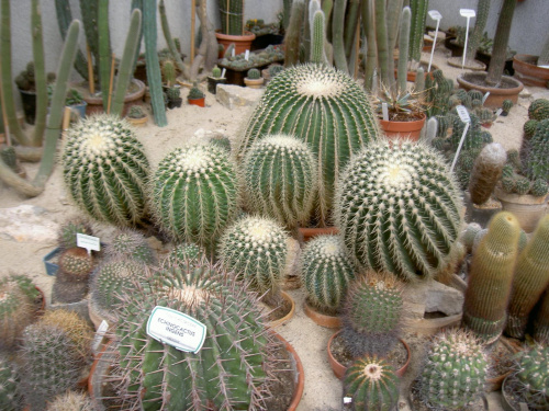 Tyle odmian. #kaktusy