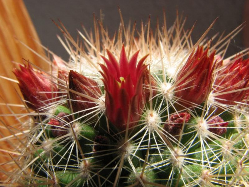 mammillaria bella