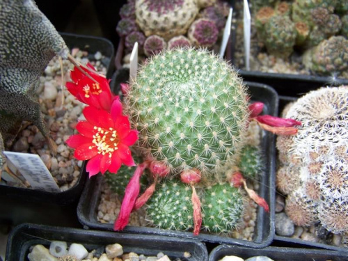 Rebutia minuscula