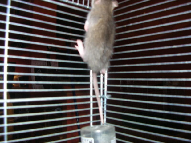 Dwudziesty-drugi dzień