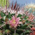 mammillaria carnea