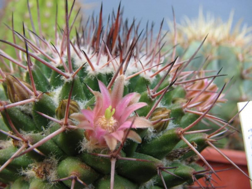 mammillaria carnea