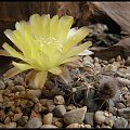 088.Acanthocalycium thionanthum v. glaucum P 394