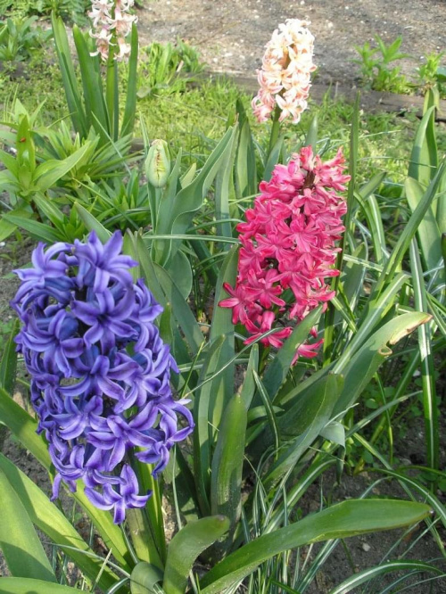 hiacynty #kwiaty #ogród