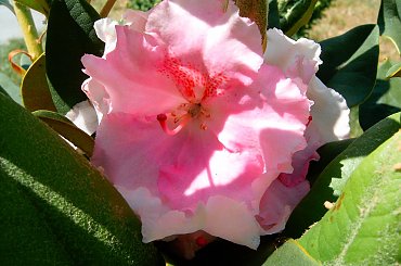 Piękny kwitnący Różanecznik "kalinka" #kwiat #różanecznik #kalinka #wyostrzone #sharpen #dokładność #piękno #cud #natura #sad #zakwit #drzewko #wioska #róz #lato