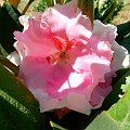 Piękny kwitnący Różanecznik "kalinka" #kwiat #różanecznik #kalinka #wyostrzone #sharpen #dokładność #piękno #cud #natura #sad #zakwit #drzewko #wioska #róz #lato