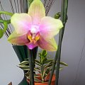 phalaenopsisy