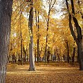 Bialystok/jesien w palacowym parku
