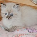 kocurek 7 tygodni- kolor seal tabby point