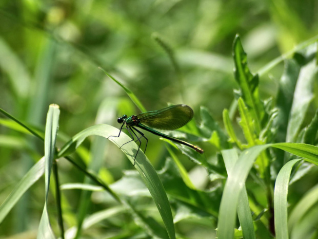 Świtezianka dziewica-samica
(Calopteryx virgo)