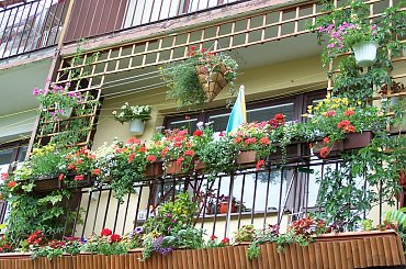 Trochę zmian w tym roku:-) #balkon #KwiatyBalkonowe #petunie #surfinie #koleusy