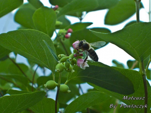 #pszczoła #owad #roślina