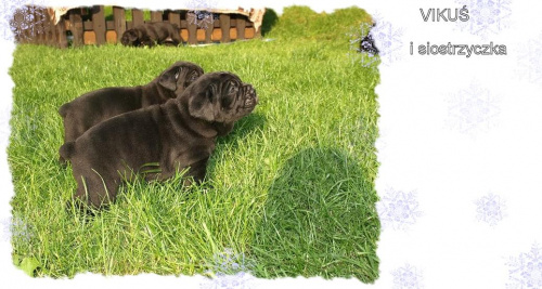 moje szczenięta CANE CORSO