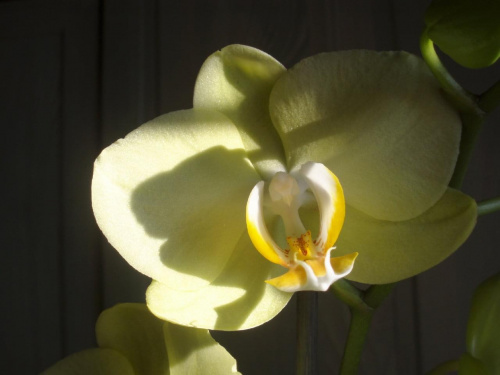 #orchidea #kwiat