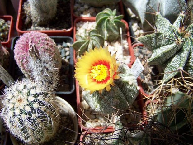 Astrophytum hybryd