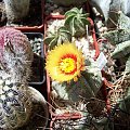 Astrophytum hybryd