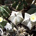 Astrophytum myriostigma