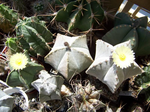 Astrophytum myriostigma