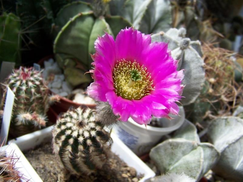 Echinocereus purpureus