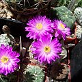 Mammillaria theresae