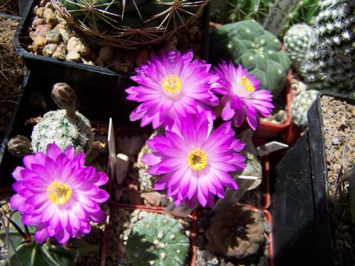 Mammillaria theresae