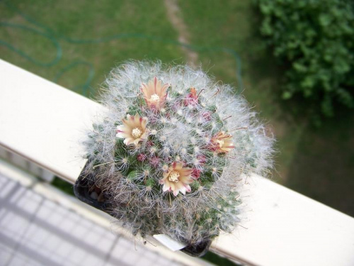 Mammillaria bocasana